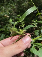 Pavonia spinifex