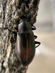 Tarpela micans
