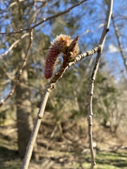 Populus tremula
