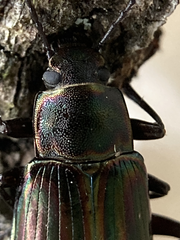 Tarpela micans