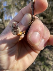 Populus tremula