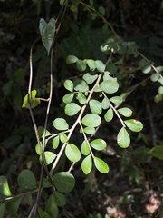 Erythroxylum brevipes