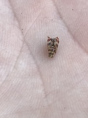 Tropidosteptes quercicola