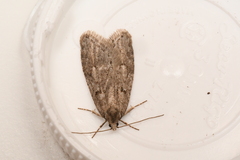 Semioscopis megamicrella