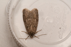 Semioscopis megamicrella