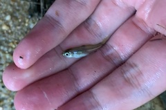 Rasbora bankanensis