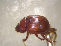 Odonteus