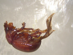 Odonteus