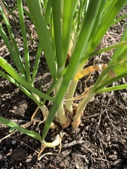 Allium cepa