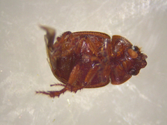 Odonteus