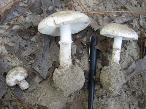 Spring Death Cap (Amanita verna) — mushroom identification photo
