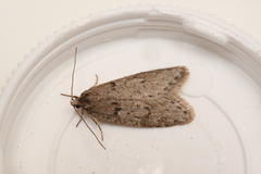 Semioscopis megamicrella