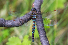 Rhionaeschna variegata