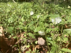 Phacelia fimbriata