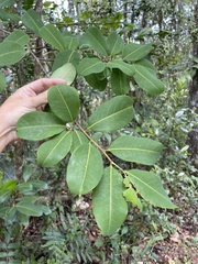 Erythroxylum rufum