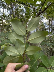 Erythroxylum rufum