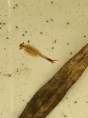 Eubranchipus vernalis