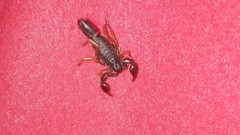 Bothriurus rochensis