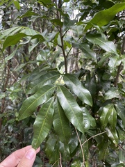Exothea paniculata