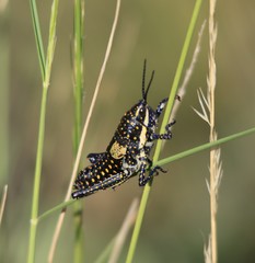 Monistria pustulifera