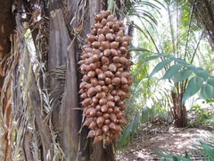 Attalea cohune