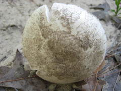 Amanita verna