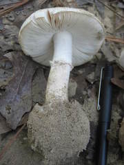 Amanita verna