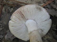 Amanita verna