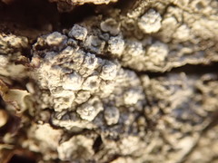 Pertusaria subambigens