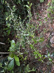 Neea buxifolia