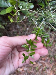 Neea buxifolia