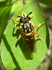 Sphecomyia vittata