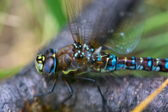 Rhionaeschna variegata