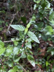 Ruellia coccinea