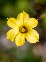 Sisyrinchium patagonicum