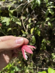 Passiflora rubra