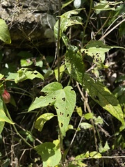 Passiflora rubra