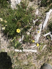 Sisyrinchium patagonicum