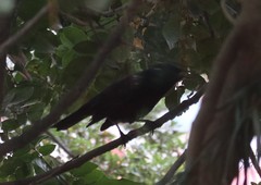 Curaeus curaeus curaeus