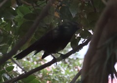 Curaeus curaeus curaeus