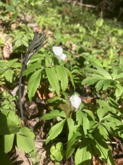 Anemonoides quinquefolia