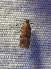 Eudactylota iobapta