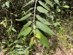 Varronia polycephala