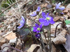 Hepatica