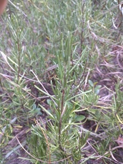 Conradina verticillata