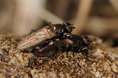 Copromyzinae