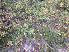 Conradina verticillata