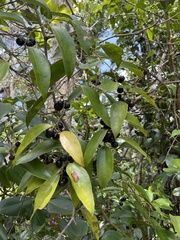 Smilax domingensis