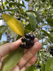 Smilax domingensis