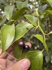 Smilax domingensis